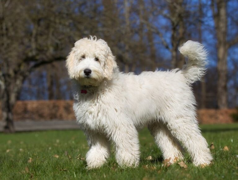 Der Labradoodle: Familien-Hund mit freundlichem WesenDer Labradoodle