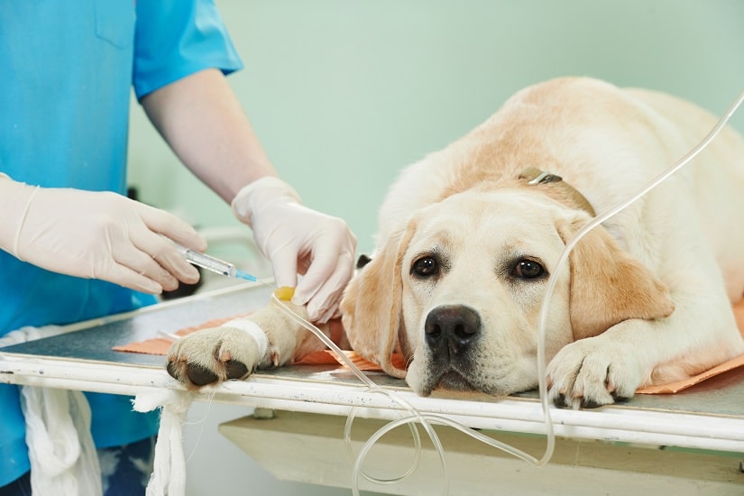 Ein Labrador in einer Tierklinik