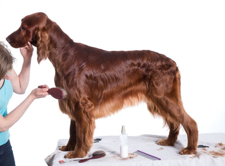 Langhaarbürste für Hunde