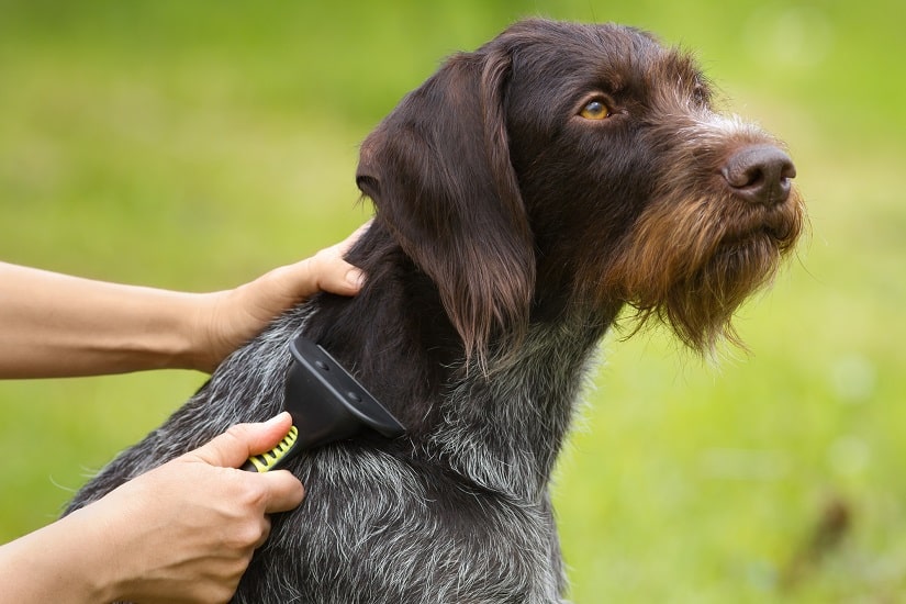Hund mit langen Haaren wird gekämmt mit einem Furminator