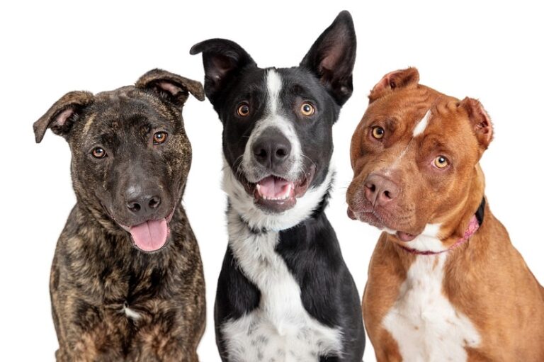 Die Lebenserwartung beim Hund