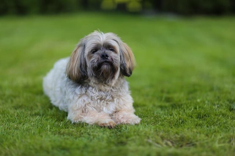 Der Lhasa Apso – der kleine Tibeter mit großem Charakter