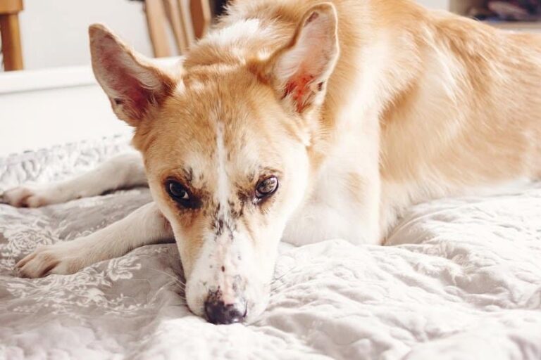 Liegeschwielen beim Hund