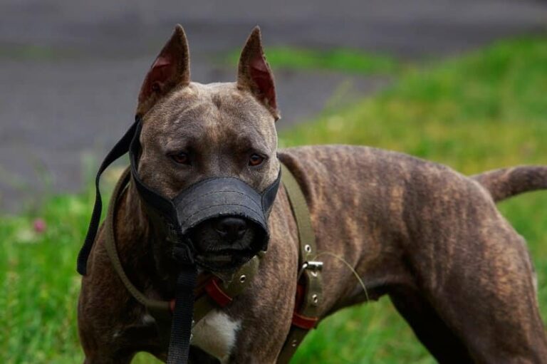 Listenhunde
