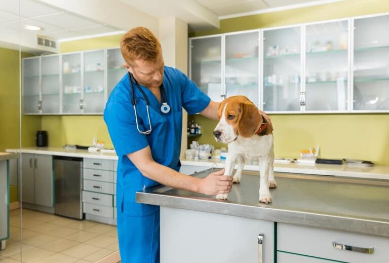 Lungenwürmer beim Hund
