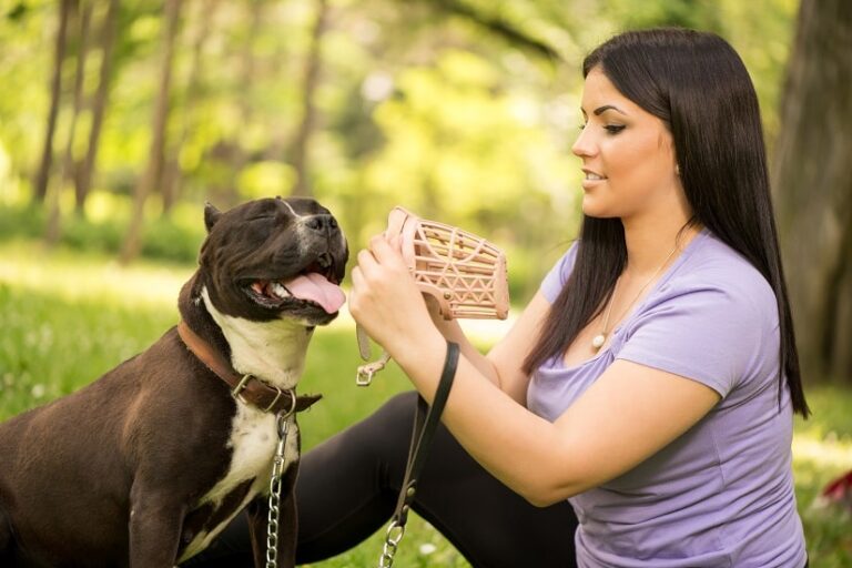 Maulkorb für den Hund