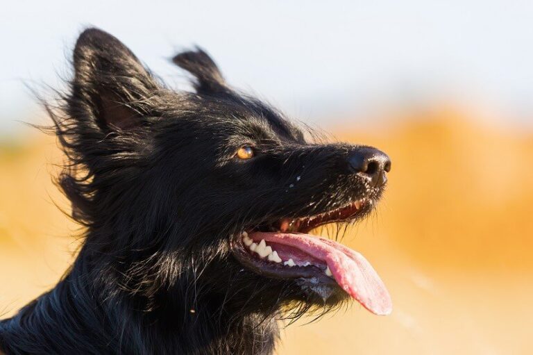 Der Hund ist weggelaufen – Tipps und Vorbeugung