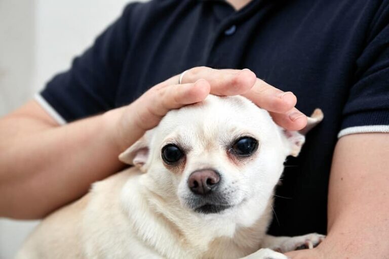 Mein Hund zittert – was tun?