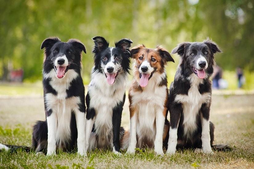 Vier Hunde sitzen brav nebeneinander bei einem Obedience-Training