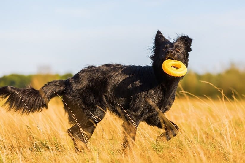 Öle für Hunde kaufen: eine Investition in Gesundheit und Vitalität! 