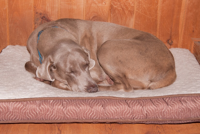 Die ortopädischen Hundekissen leisten einen wichtigen Beitrag zum gesunden Schlaf des Hundes.