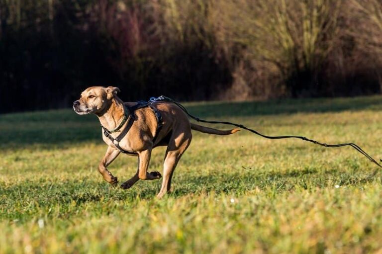 Panikgeschirr Hund