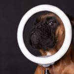 Professionelles Hundeshooting, um deinen Hund perfekt in Szene zu setzen