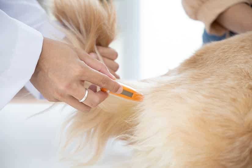 Anwendung eines Thermometers für den Hund bei der Tierärztin