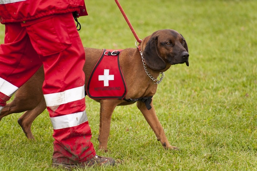 Rettungshund in der Ausbildung
