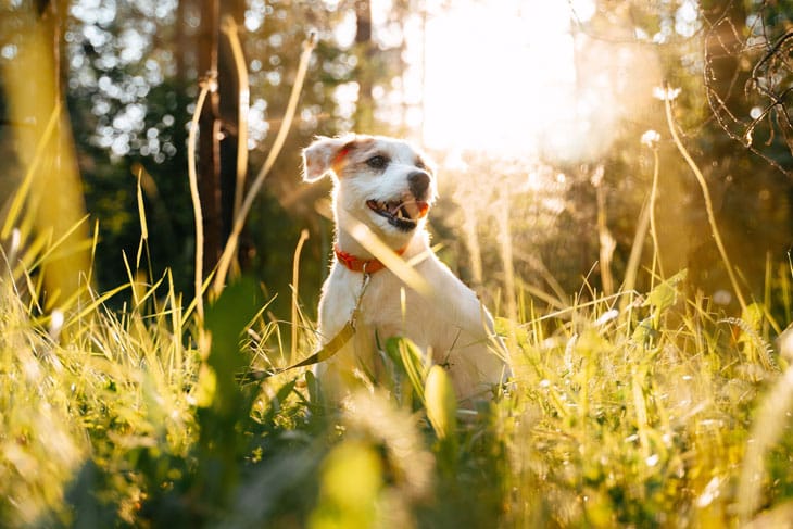 Ruffwear Hunderucksack