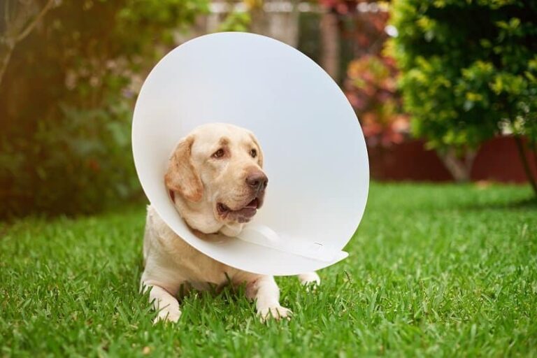Schutzkragen für den Hund