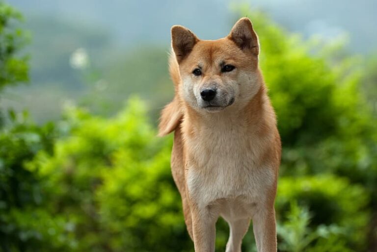 Der Shiba Inu
