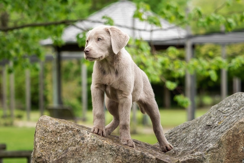 Silberner Labrador Welpe