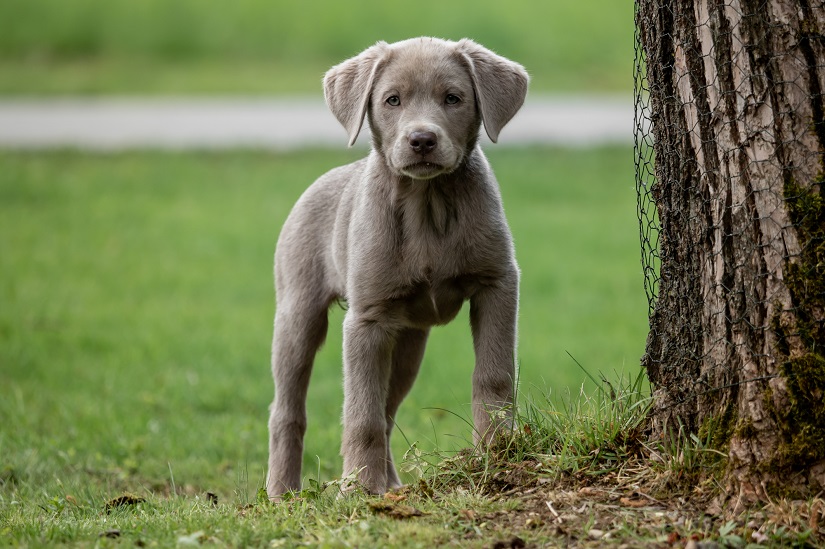 Silberner Labrador