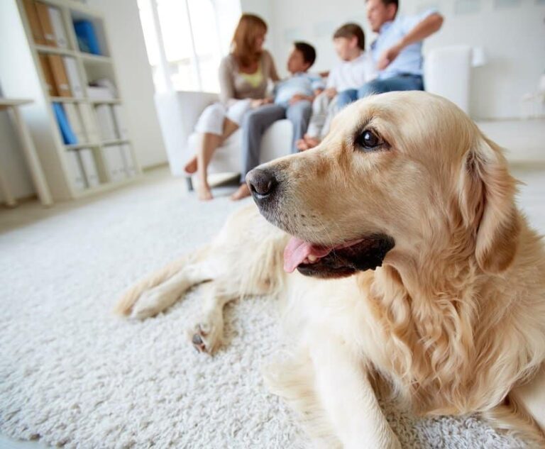 So kommt der Hund selbstständig ins Haus