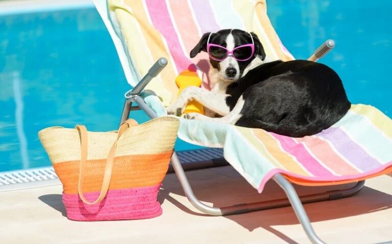 Sonnencreme für den Hund