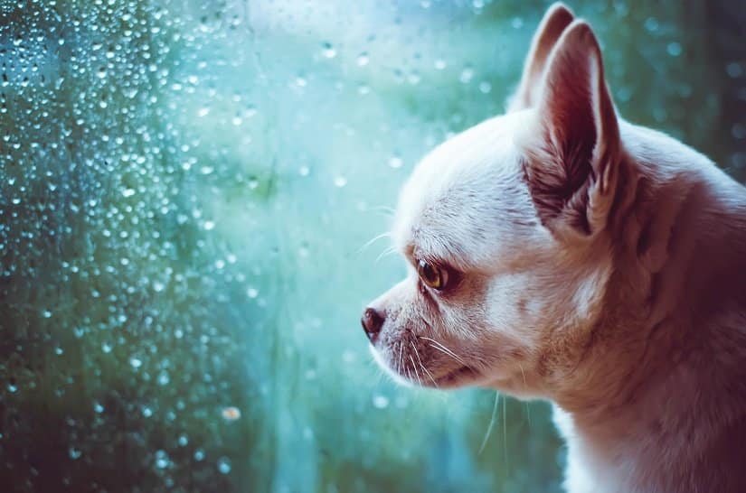 trauriger Hund schaut aus dem Fenster