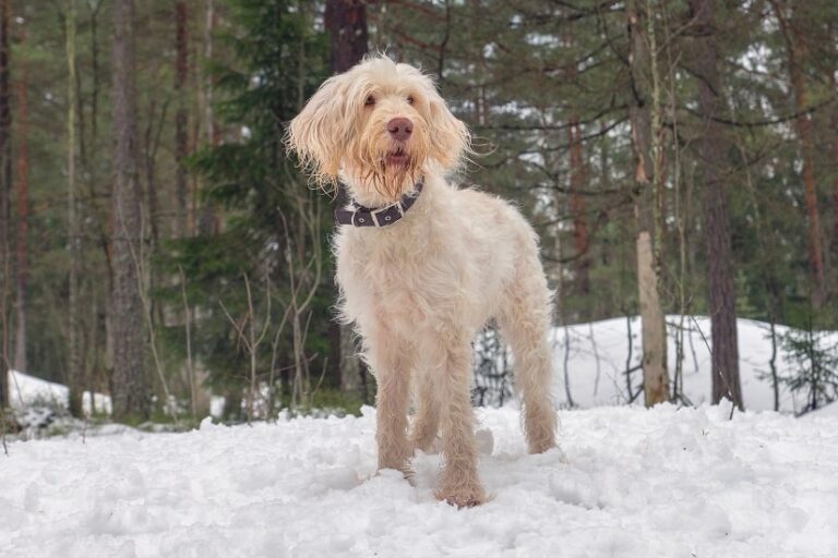 Spinone italiano