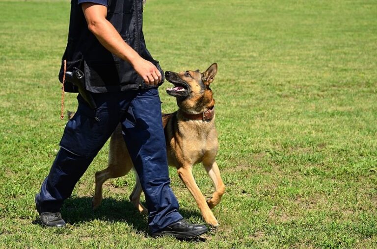 Sprayhalsband für Hunde