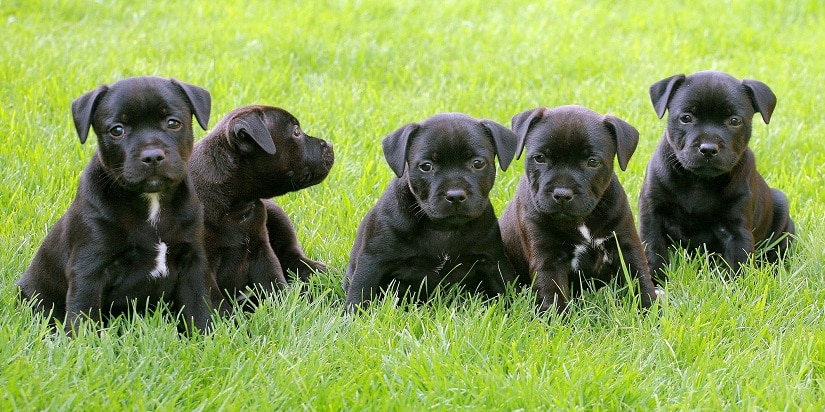 Staffordshire Bullter