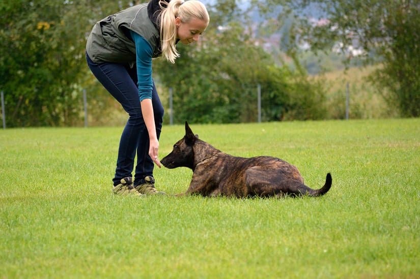 junge Frau belohnt ihren Hund