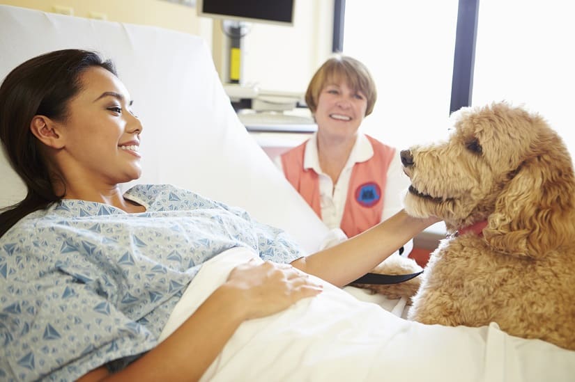 Therapiehund im Einsatz im Krankenhaus