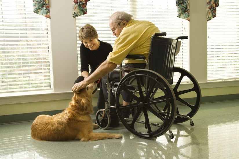 Therapiehund mit Mann im Rollstuhl 