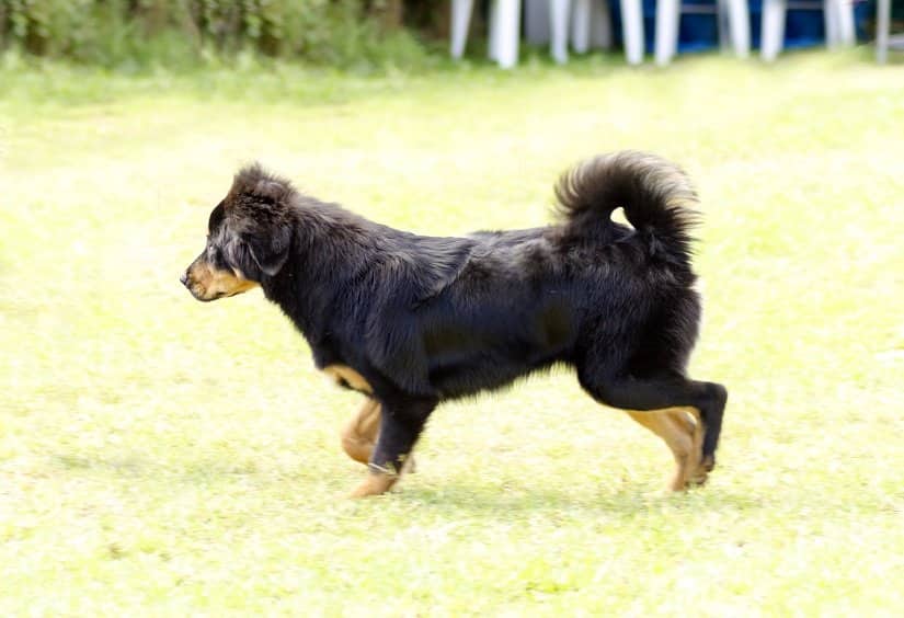 Tibetanischer Mastiff