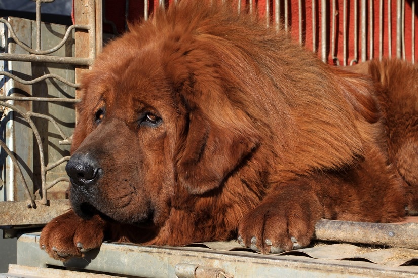 Nahaufnahme einer tibetischen Dogge