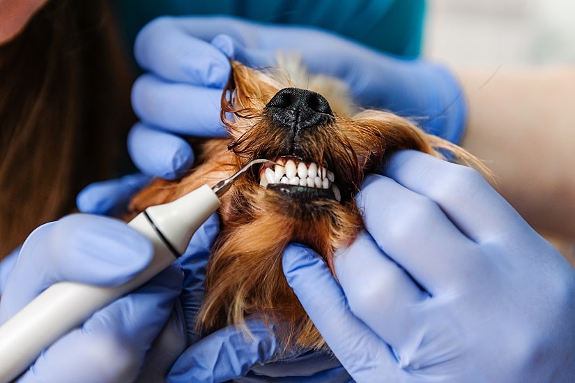 Hund bekommt Zahnstein entfernt von einer Tierärztin