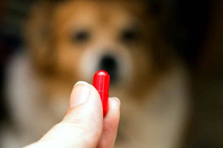 Tierapotheke online – lohnt der Arzneimittelkauf im Internet?