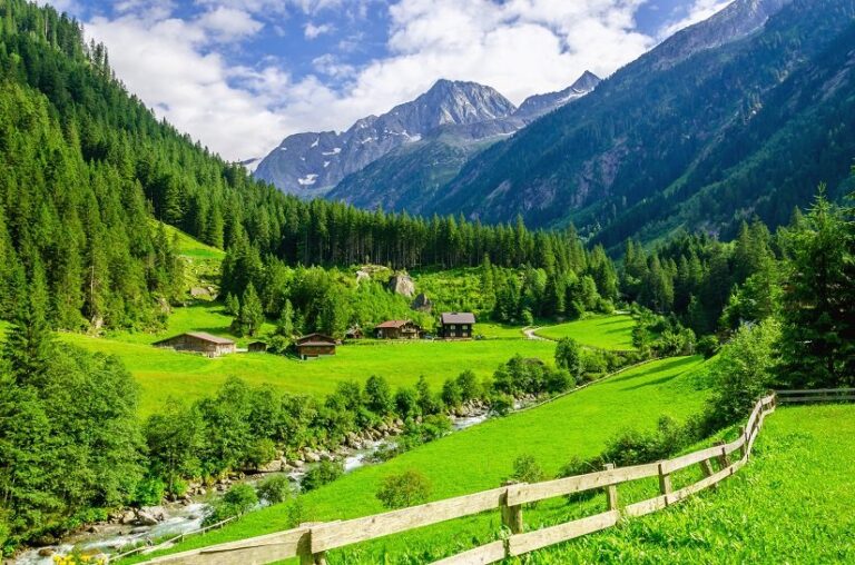 Die Tiroler Bracke