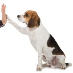 Trickdogging – weil es einfach Spaß macht