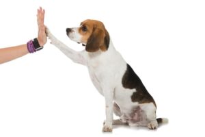 Trickdogging – weil es einfach Spaß macht