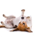 CBD für Hunde – Ein umfassender Überblick