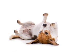 CBD für Hunde – Ein umfassender Überblick