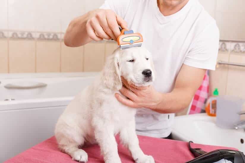 Regelmäßiges Bürsten als Vorbeugungsmaßnahme zur trockenen Haut bei Hunden