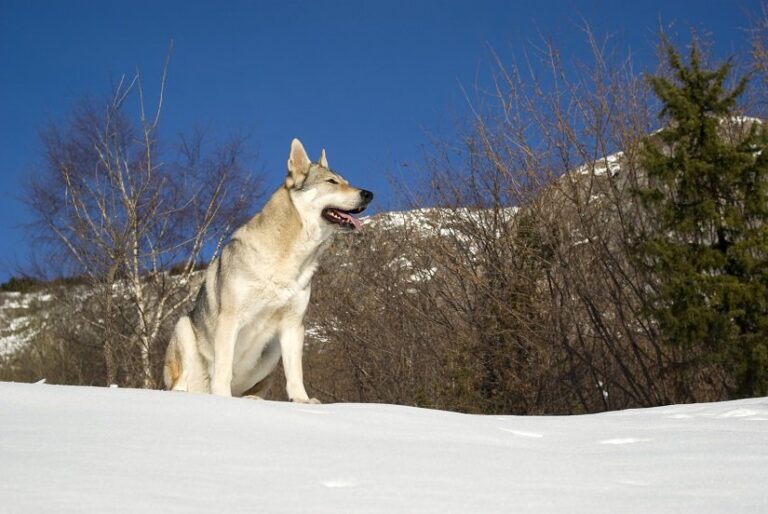 Tschechoslowakischer Wolfshund: Steckbrief und weitere Infos – Floxik Magazin