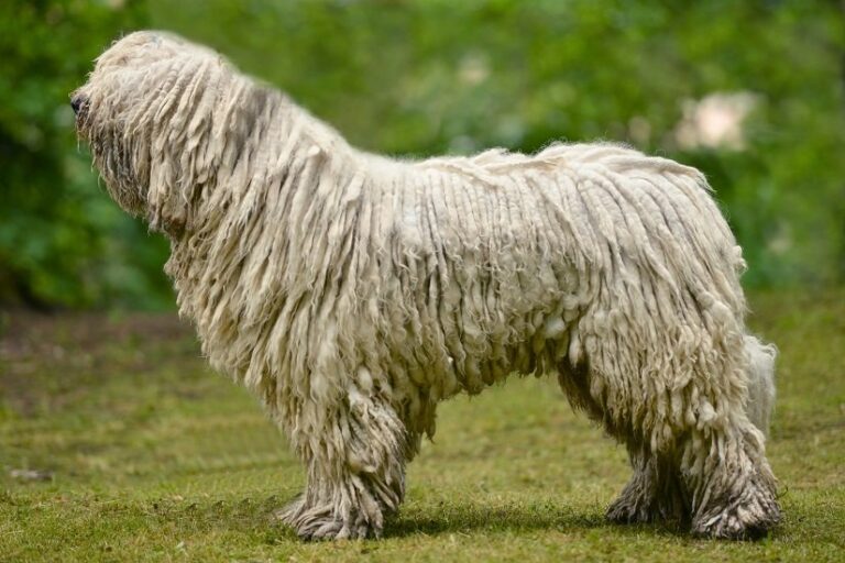 Ungarischer Hirtenhund