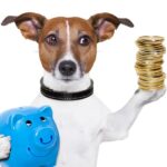 Was kostet ein Hund – Wir haben nachgerechnet