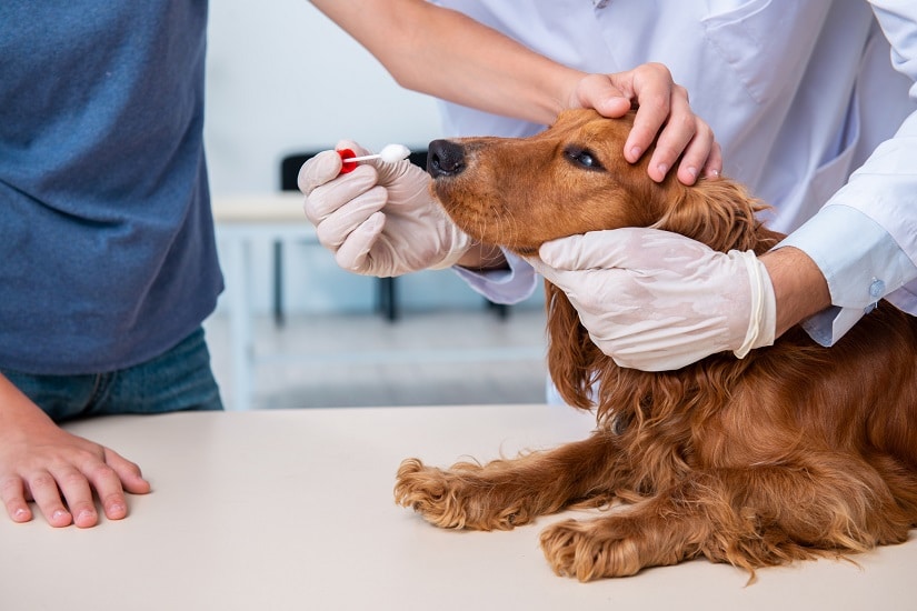 Welche Rasse steckt in meinem Hund? – Der Hunde-DNA-Test