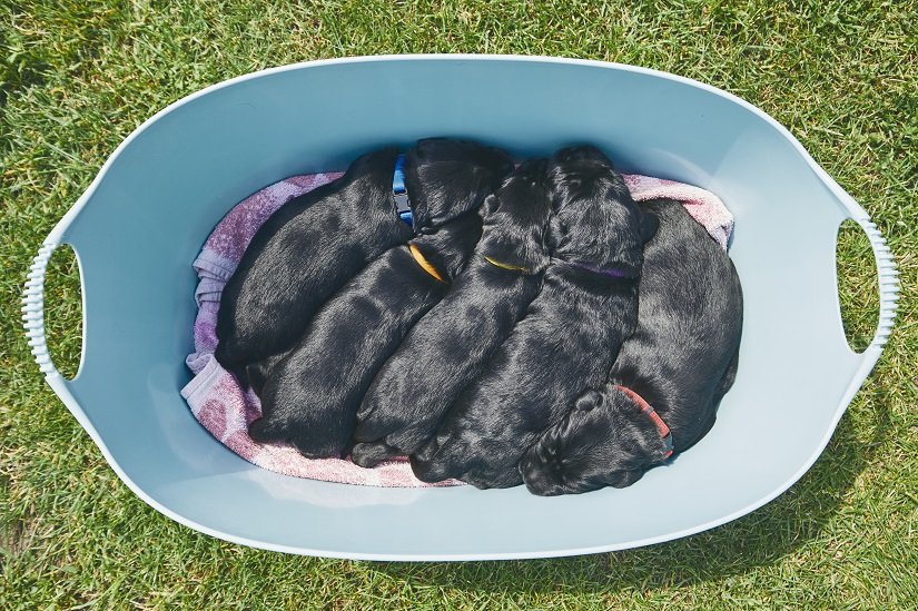 Mehrere Welpen in einem Hundekorb aus Plastik 