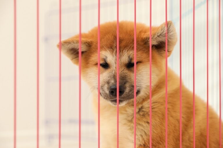 Welpenzimmer, damit es ihnen richtig gut geht