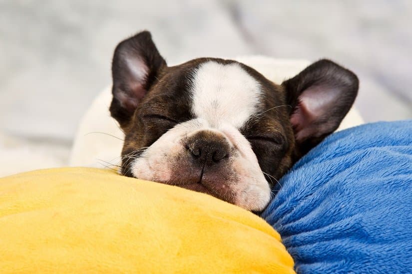 Wie viel Schlaf brauchen Hunde?